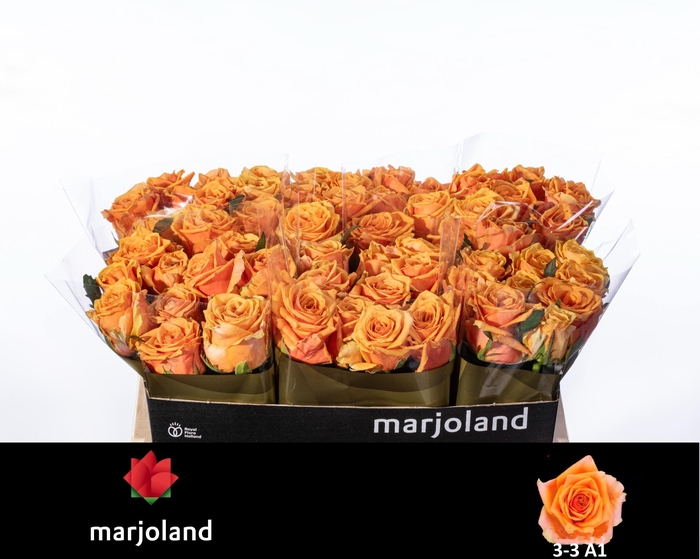 <h4>R GR NOVI! A1 3-3</h4>