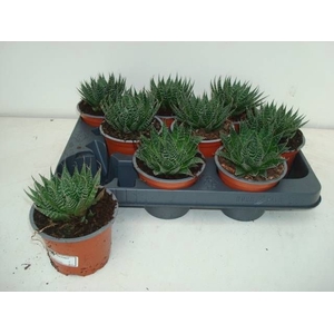 ALOE ARISTATA