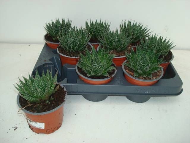 <h4>ALOE ARISTATA</h4>