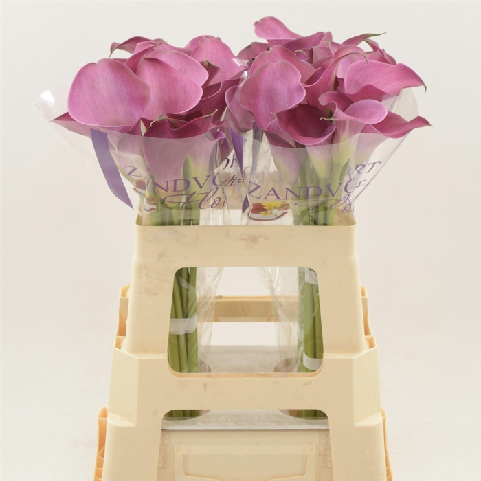 <h4>Calla Fantasia</h4>