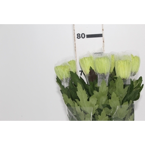 ANASTASIA DARK GREEN 080 CM VERDE