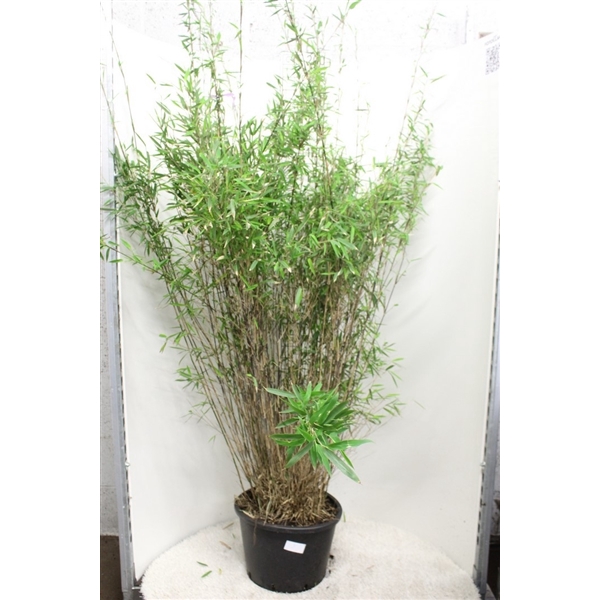 <h4>Fargesia nitida 'Black Pearl' P40</h4>