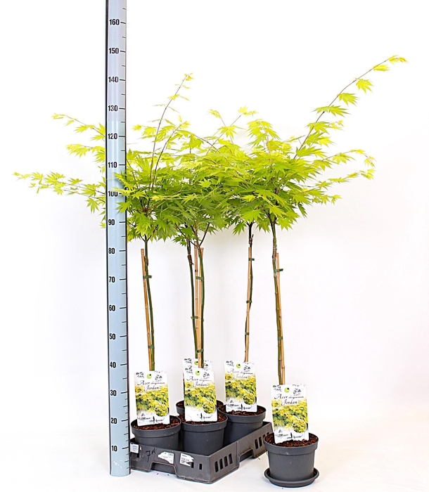 <h4>ACER SH JORDAN</h4>