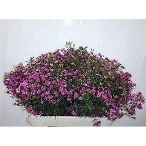 Chame Un Gra Jupiter