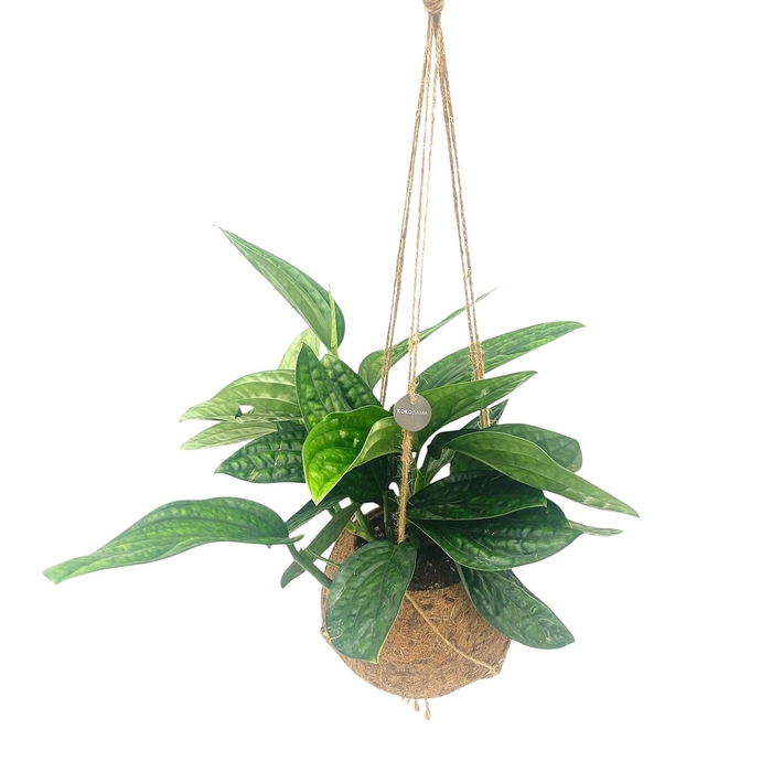 <h4>Kokodama 17 cm Marble Planet</h4>