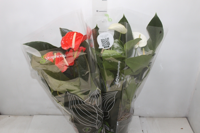 <h4>ANTHURIUM VARIADO P17 PREMIUM</h4>