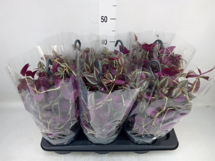 <h4>Tradescantia   ...</h4>