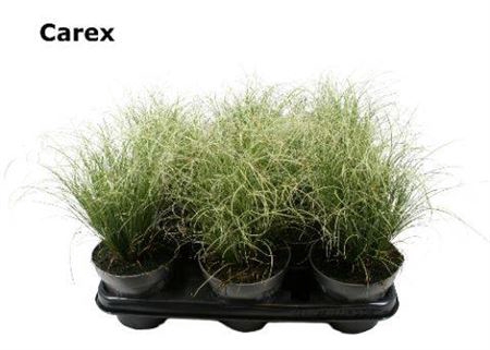 <h4>Carex Amazone Mist</h4>
