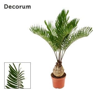 Zamia Floridiana 9 cm (Decorum)