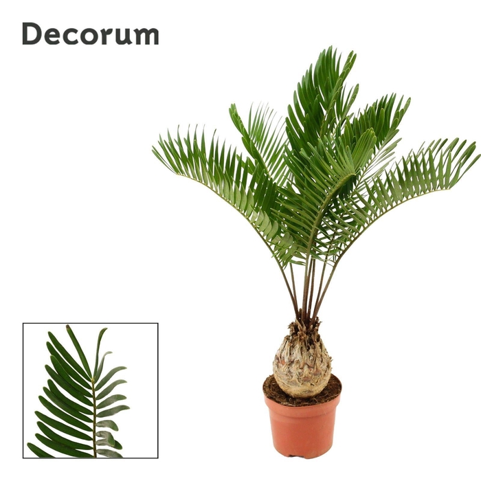 <h4>Zamia Floridiana 9 cm (Decorum)</h4>