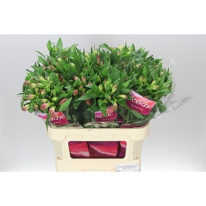 Alstro Heartbreaker Xl