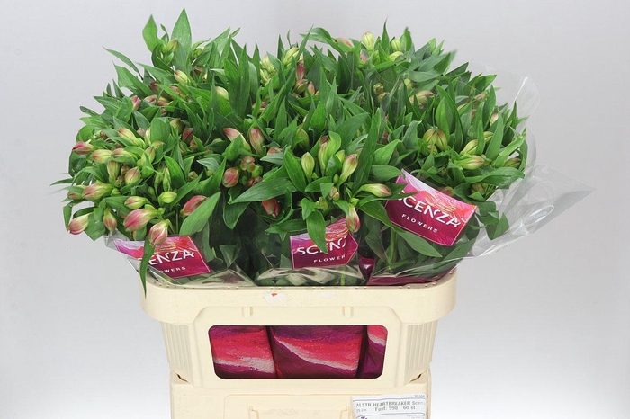 <h4>Alstro Heartbreaker Xl</h4>