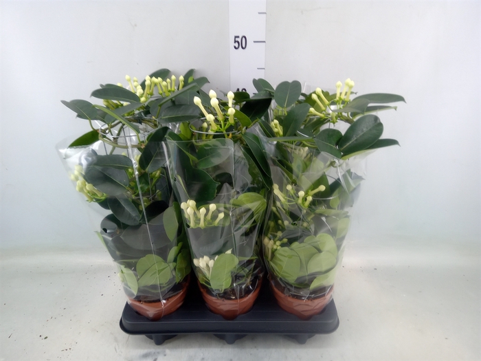 <h4>Stephanotis floribunda   ...</h4>