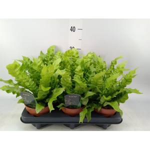 Asplenium nidus 'Crispy Wave'