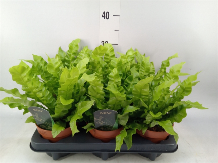 <h4>Asplenium nidus 'Crispy Wave'</h4>