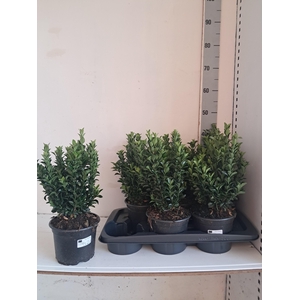 EUONYMUS JA GR SPIRE
