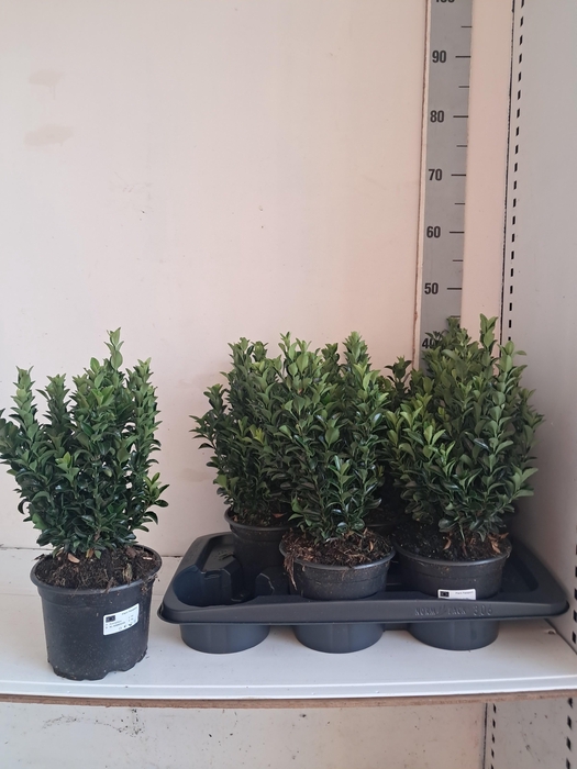 <h4>EUONYMUS JA GR SPIRE</h4>