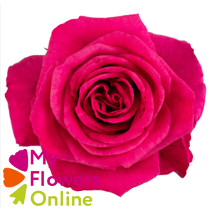 R Gr Hot Lady Hot Pink 70cm EC