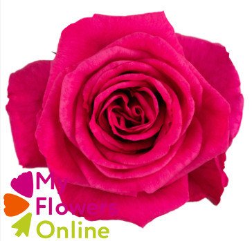 <h4>R Gr Hot Lady Hot Pink 70cm EC</h4>