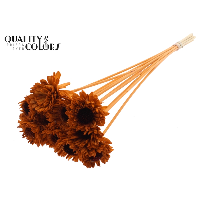 <h4>Shola Daisy Sunflower 6cm on stem Terracotta</h4>