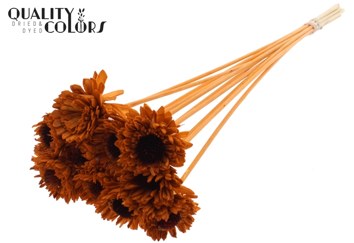 Shola Daisy Sunflower 6cm on stem Terracotta