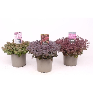 Sedum mix tray C3