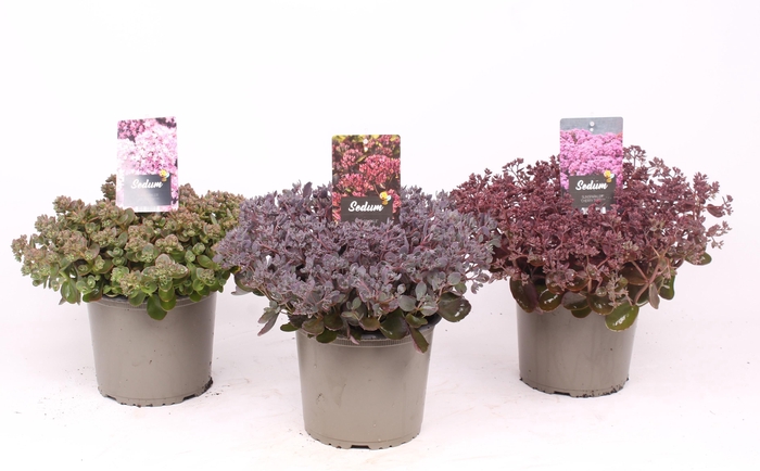 <h4>Sedum mix tray C3</h4>