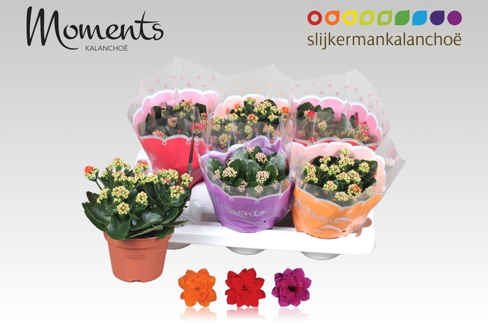 <h4>KAL GE GEM 3 KL</h4>