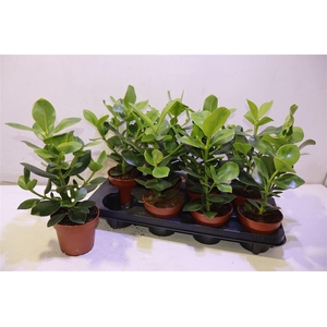 arr8 Clu Ro Princess