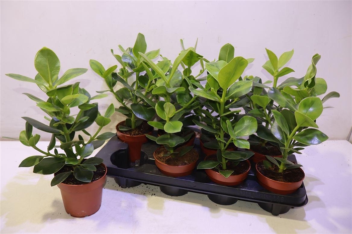 <h4>arr8 Clu Ro Princess</h4>