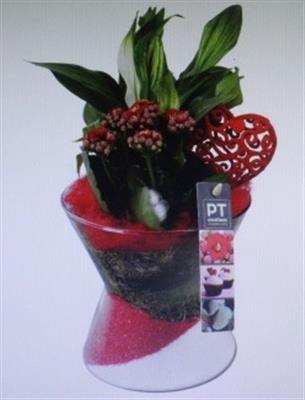 <h4>4937 ROOD DIABOLO</h4>