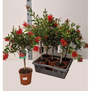 CALLIS CI SPLENDENS