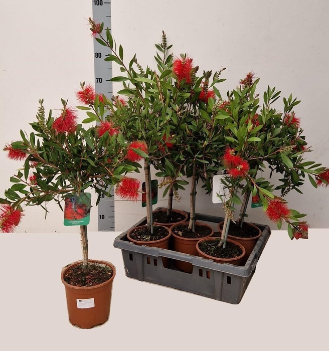 <h4>CALLIS CI SPLENDENS</h4>