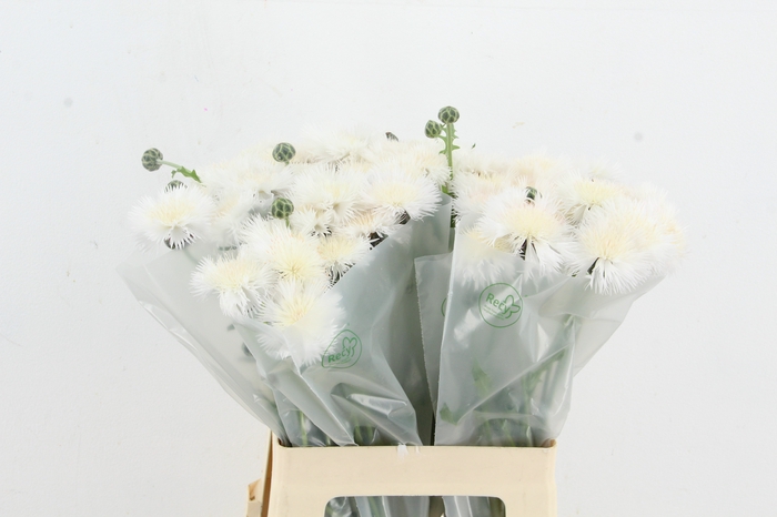 <h4>CENTAU WHITE CHOCOLATE</h4>