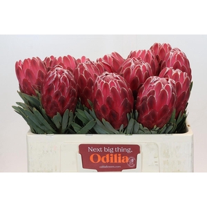 Protea Venus
