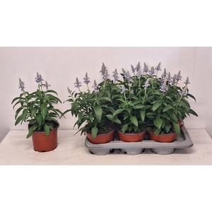 SALVIA FARINACEA