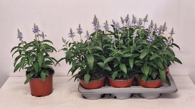 <h4>SALVIA FARINACEA</h4>