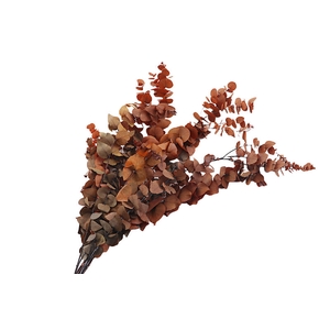 Eucalyptus Preserved Orange Stuartiana