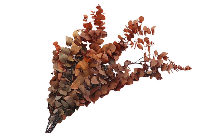 <h4>Eucalyptus Preserved Orange Stuartiana</h4>
