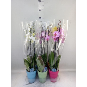 Phalaenopsis   ...mix  5
