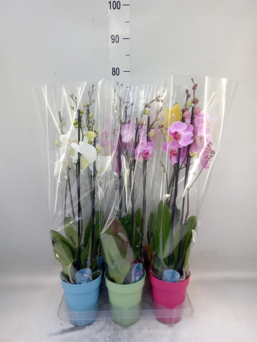 <h4>Phalaenopsis   ...mix  5</h4>