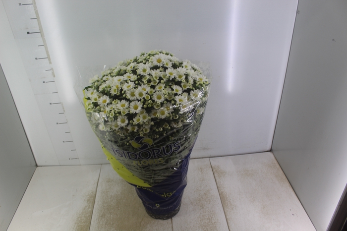 <h4>CRISANTEMO BOLA BELGA P20</h4>