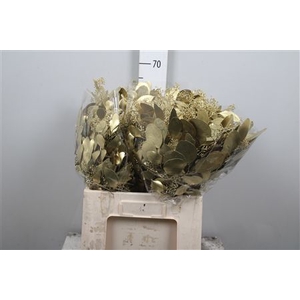 Euc Populus Berry V Gold