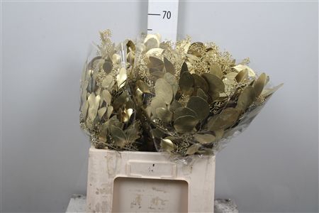 <h4>Euc Populus Berry V Gold</h4>