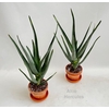 Aloe