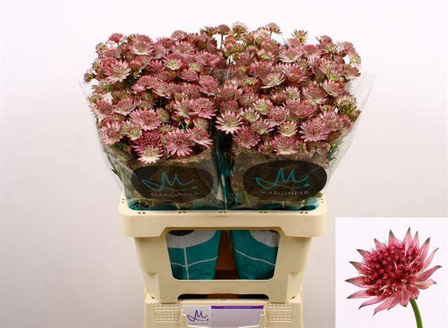 <h4>ASTRANTIA ROMA</h4>