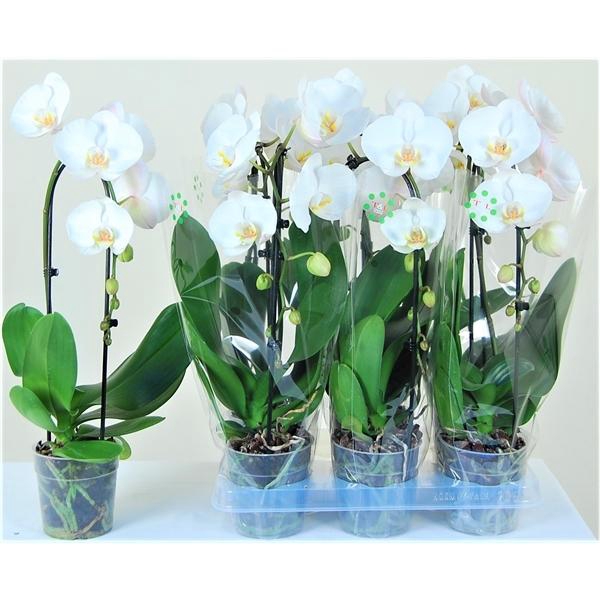 <h4>Crystal cascade 1 tak</h4>