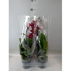 Phalaenopsis multi. 'Reyoung Miley'