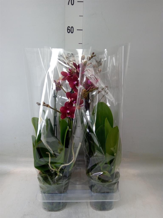 <h4>Phalaenopsis multi. 'Reyoung Miley'</h4>