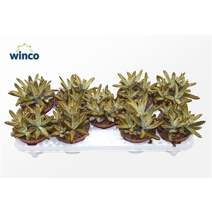 Kalanchoe Tomentosa Golden Girl